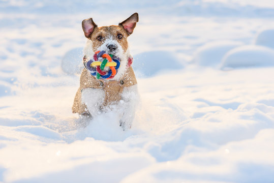 Dog With Colorful Toy Ball Running Through Deep Snow