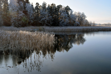 Archipelago after cold night on November. Shore with thin ice, reeds and trees in rime and hoarfrost. Place: Parainen, Finland