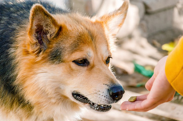 outdoor poor exhausted dog on the palm in the street to eat stretch caring people