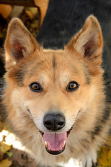 Fototapeta premium street portrait of a happy dog who is happy to see a man
