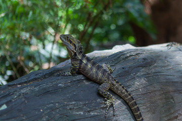Lizard in the Botanic garden, Brisbane, Australia