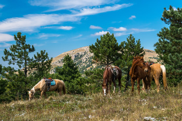 Horses grazing on the mountain Demerdzhi