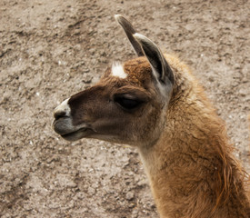 The muzzle cute alpacas