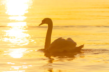 Swan floating on the lake at sunrise of the day