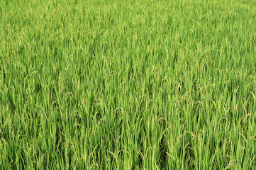 close up of ripening rice in a paddy field