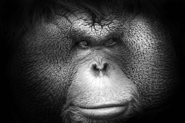 Black and white portrait of a Bornean Orangutan © andriano_cz