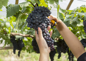 Obraz premium worker hands harvesting black grapes in the farm