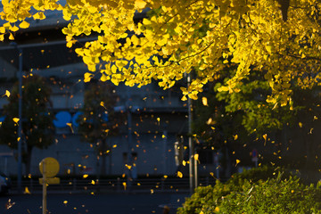 銀杏　落葉舞う