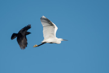Obraz premium Little Egret, Egretta Garzetta