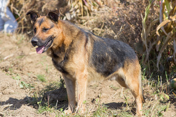 German shepherd in a field autumn