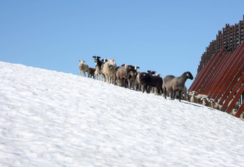avalanche barriers with a herd of sheep in the snow in the Swiss Alps