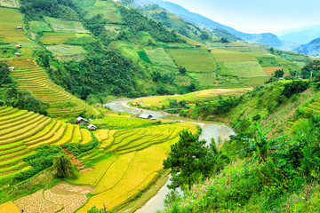 Rice fields on terraced of Mu Cang Chai, YenBai, Vietnam. Rice fields prepare the harvest at Northwest Vietnam.Vietnam landscapes.