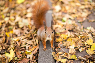 Naklejka na ściany i meble Cute squirrel looking at the camera on a background of autumn fallen leaves