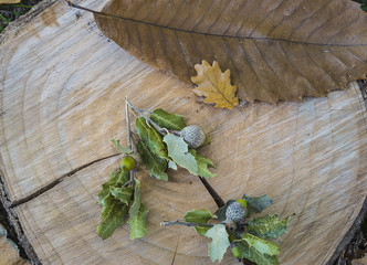 Autumn background: truffle oak leaves on tree stump close up