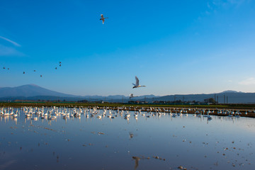 白鳥のいる風景