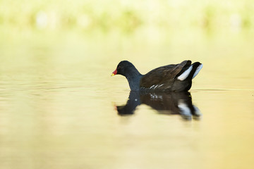 Common Moorhen, Moorhen, Gallinula chloropus