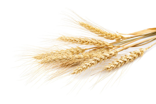 Sheaf of wheat ears on white background.