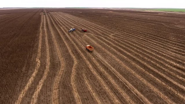 Aerial shot of sunflower harvesting. The truck going to harvesters along a field. 4K