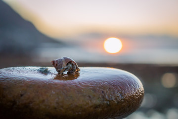 Obraz premium Hermit crab peeking out of it's shell with sun setting in the background