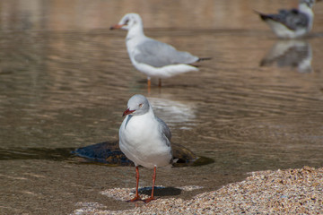 Seagulls on the beach