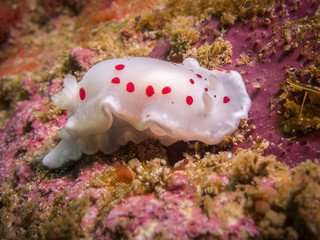 Ink-spot Nudibranch close up