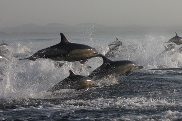 Naklejka premium Large pod of dolphins leaping out of the water splashing