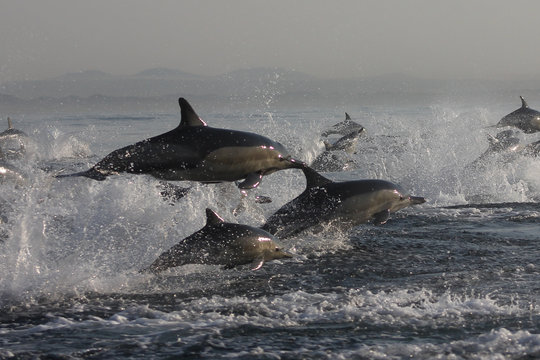 Large pod of dolphins leaping out of the water splashing