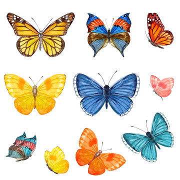 collection of butterflies. watercolor painting