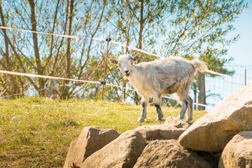 dwarf goat grazing in a green meadow