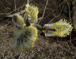 Flowering catkin