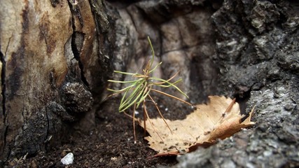 Small tree protected by big one 