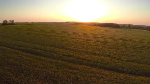 Flying over field of ripe wheat at sunset, 4k
