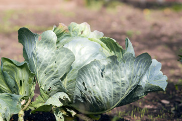 A photo of a cabbage plant on a field in a garden