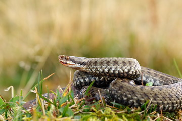 close up of female european crossed adder