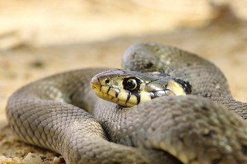 close up of grass snake