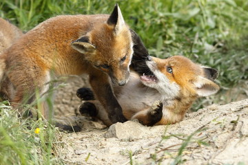 playful red fox cubs