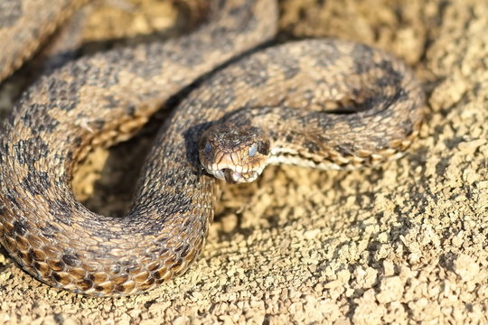 meadow adder hatched from hibernation