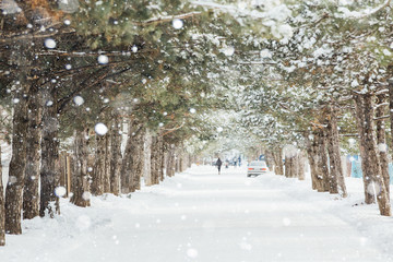 Winter snowy forest. Snowfall.
Snow on the branches of trees. Winter background.
