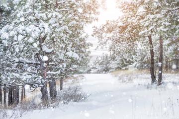 Winter snowy forest. Snowfall.
Snow on the branches of trees. Winter background.