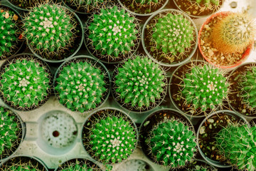 cactus in pot top view