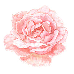 lovely rose flower on white background. watercolor painting