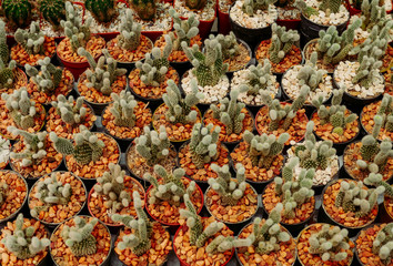 Cactus Flowers in pots