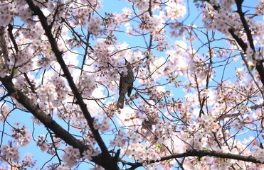 河津桜とヒヨドリ