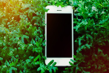 mobile smart phone on beaytiful green fearn