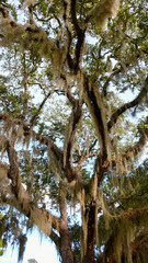 an old oak tree covered with Spanish moss in South Carolina