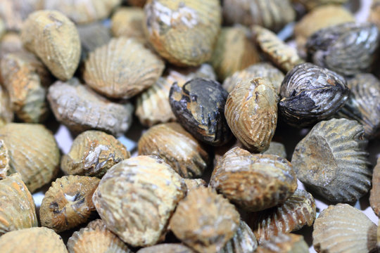 shell fosils texture