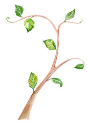 stylised twig of tree with green leaves. watercolor painting