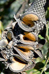Banksia Cone