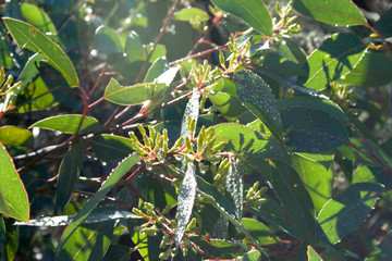 Eucalyptus Leaves, Morning Dew