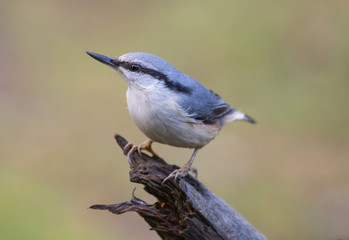 Eurasian nuthatch, (Sitta europaea).